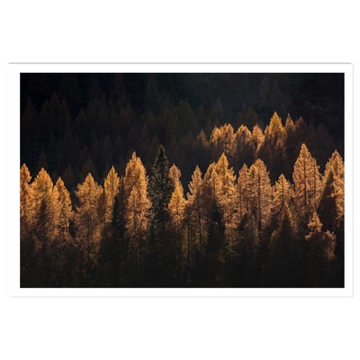 Affiche mélèzes d' automne HEXOA