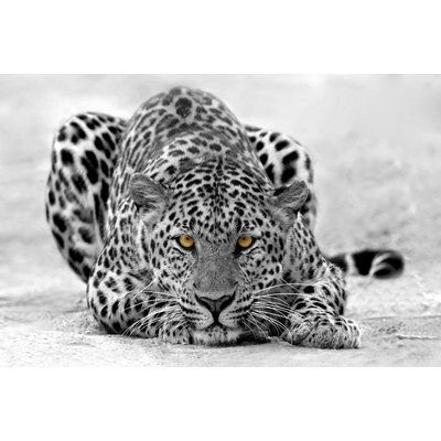 Tableau leopard noir et blanc HEXOA