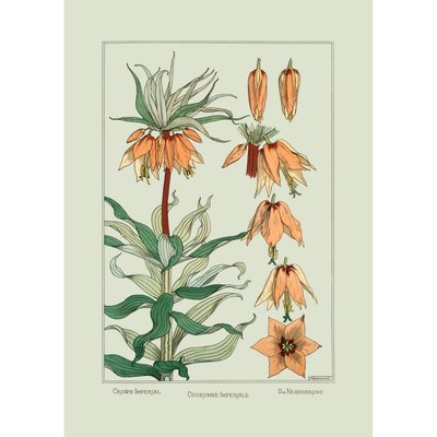 Affiche botanique fleurs couronne impériale THE DYBDAHL CO