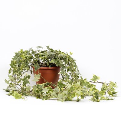 Planta Hera goldchild, BIOMA BIOMA PLANTS