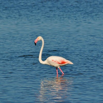 Tableau Mural Jolie Flamant Rose ANIMAUX CEANOTHE