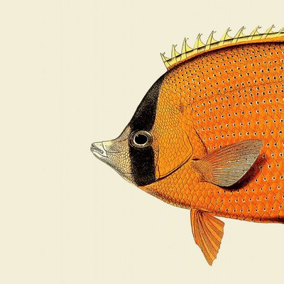Affiche tête de poisson  Orange Fish Head THE DYBDAHL CO
