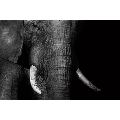 Tableau animaux elephant loxodonta africana HEXOA