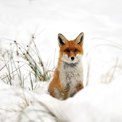 Tableau sur toile renard dans la neige CEANOTHE