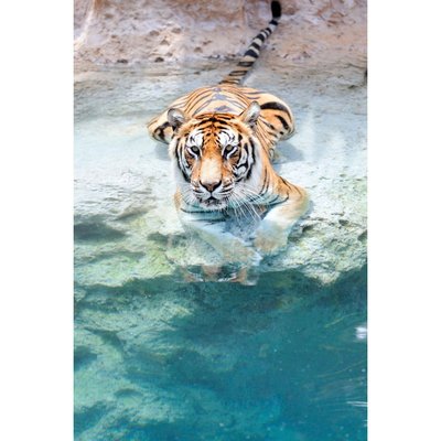 Tableau encadré à la finition mate tigre dans l'eau CEANOTHE