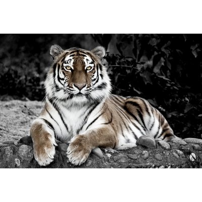 Tableau Mural Tigre En Observation ANIMAUX CEANOTHE