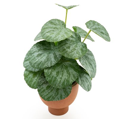 30cm Artificial Chinese Money Plant in Pot SO'HOME
