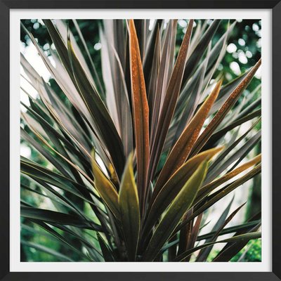 Affiche fleur de yucca et forêt tropicale HEXOA
