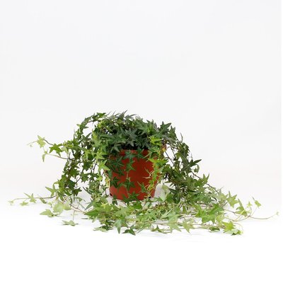 Planta Hera jacobine, BIOMA BIOMA PLANTS