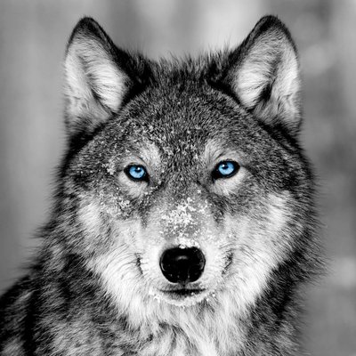 Tableau Mural Loup Aux Yeux Bleus ANIMAUX CEANOTHE