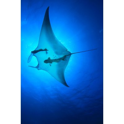Tableau animaux marins raie manta HEXOA