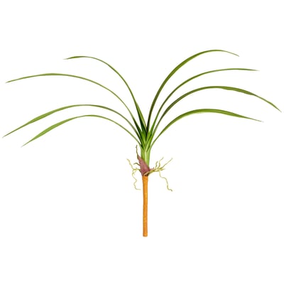 Branche de feuilles de cymbidium artificielle H80 SIA