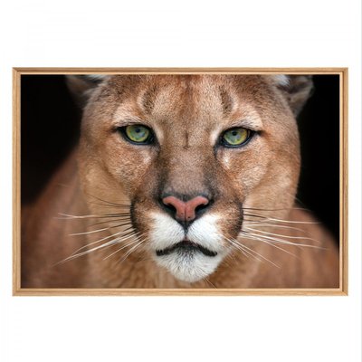 Tableau mural mat encadré portrait puma CEANOTHE