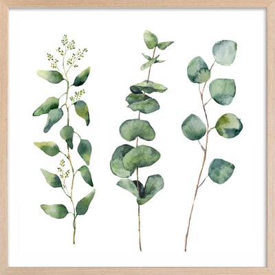 Affiche aquarelle eucalyptus HEXOA