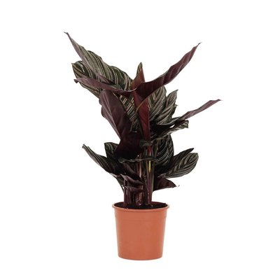 Planta Calathea Sanderiana, BIOMA BIOMA PLANTS