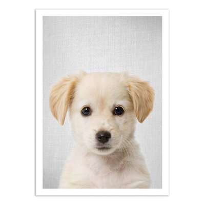 Affiche d’art 50 x 70 cm - Golden retriever puppy - Gal Design WALL EDITIONS