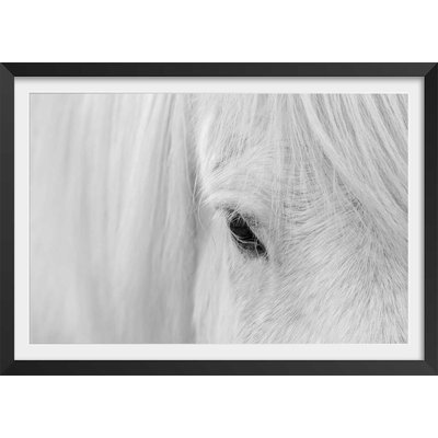 Poster cheval blanc d' islande HEXOA