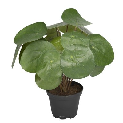 Plante Oreilles éléphant factice en pot H25cm ARTIFICIELLES