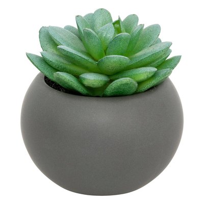 Plante grasse en pot ATMOSPHERA