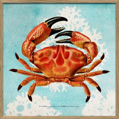 Petit cadre affiche crabe  Xantho II THE DYBDAHL CO