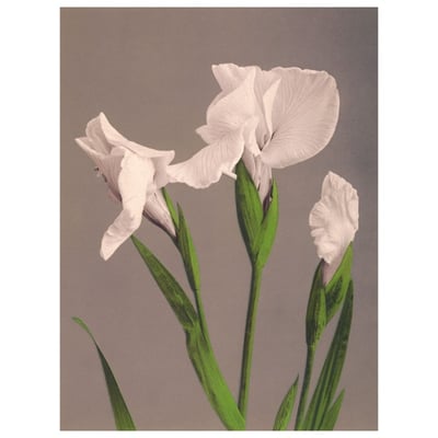 Affiche japonaise iris Ogawa Kazumasa THE DYBDAHL CO