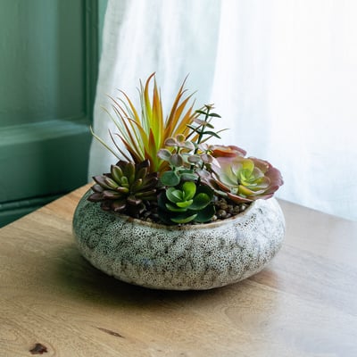 20cm Succulent Bowl SO'HOME