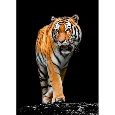 Tableau Mural Tigre Précieux ANIMAUX CEANOTHE