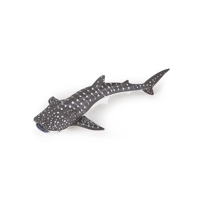 Jeune requin baleine PAPO