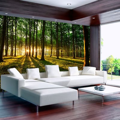 Papier peint intissé panoramique Paysage Spring: Morning in the Forest EDEN