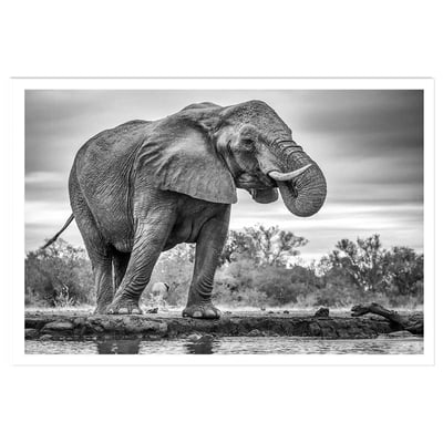 Affiche animaux standing proud HEXOA