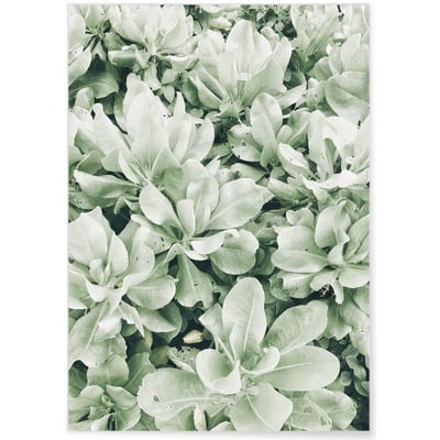Poster nature Verte L'AFFICHERIE