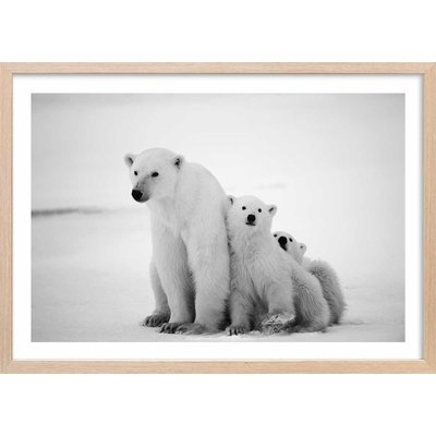 Affiche animaux family polar bear HEXOA