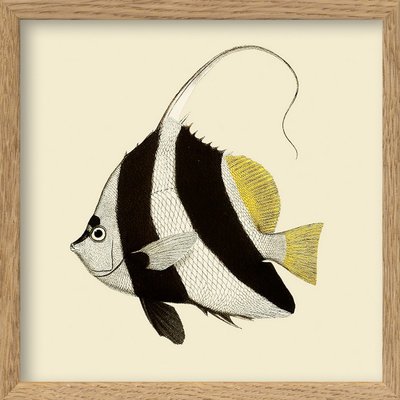 Illustration petit cadre poisson  Black and white fish THE DYBDAHL CO