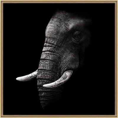 Tirage Encadré Sur Aluminium Portrait TIRAGE D'ART CEANOTHE