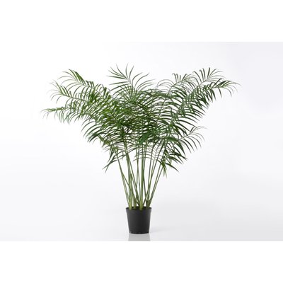 Palmier   200 cm-ARECA AMADEUS