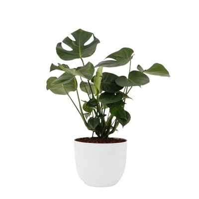 Planta Monstera deliciosa + vaso havana natural, da BIOMA BIOMA PLANTS