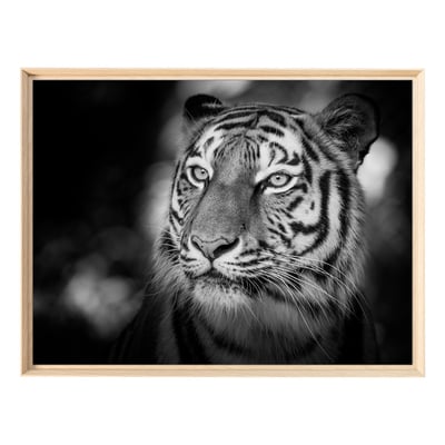 Tableau Mural Encadré Portrait Tigre Sauvage ANIMAUX CEANOTHE
