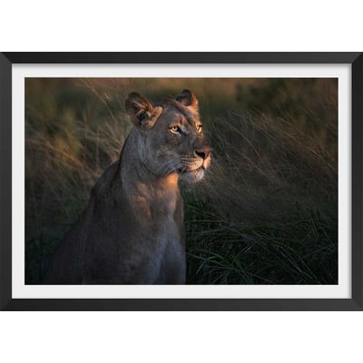 Affiche Lionne au crepuscule... HEXOA