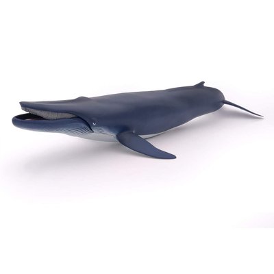 Baleine bleue PAPO