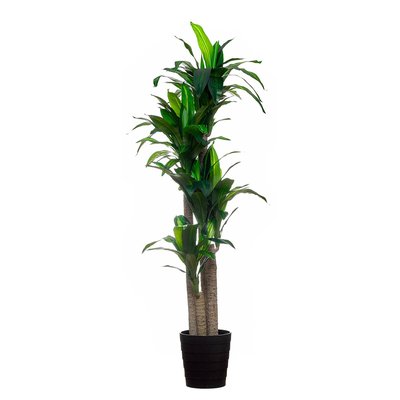 Planta artificial "Dracaena" 180cm, BORGHESI BORGHESI