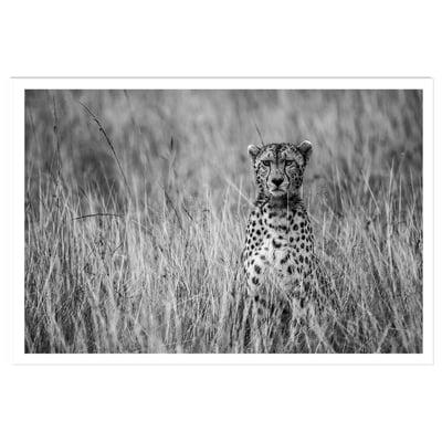 Affiche animaux Cheetah HEXOA