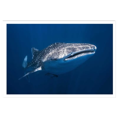 Affiche Requin baleine HEXOA
