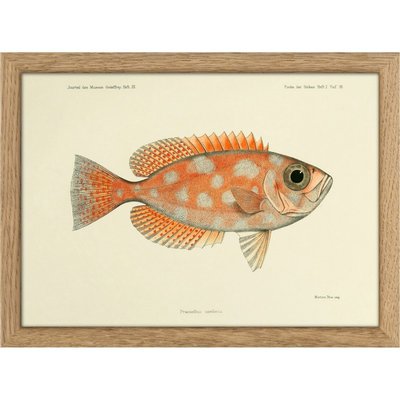Petit tableau poisson  Blotched Bigeye THE DYBDAHL CO