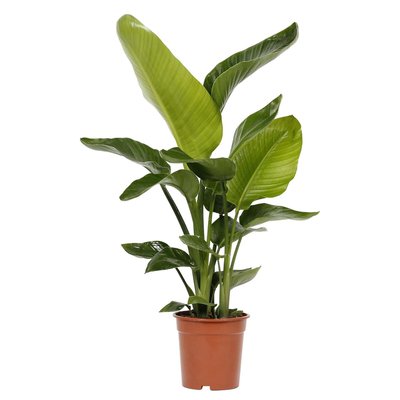 Planta Strelitzia nicolai, da BIOMA BIOMA PLANTS