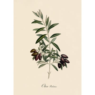 Affiche olivier  Olive picholine THE DYBDAHL CO