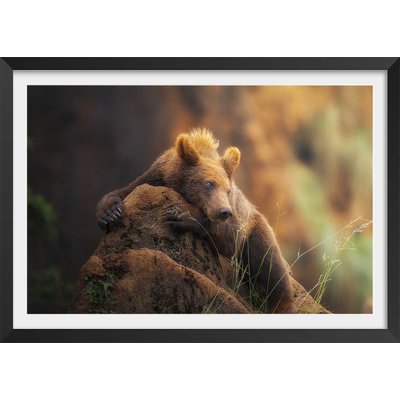 Affiche portrait d'ours HEXOA