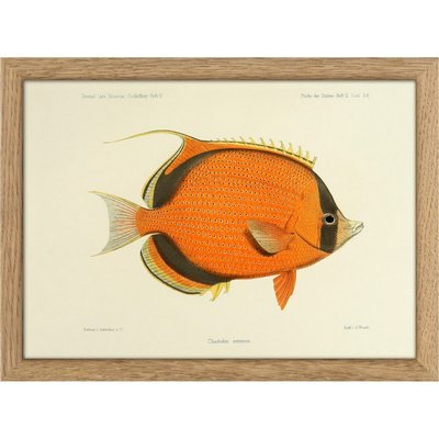 Petit cadre poisson  Dotted Butterflyfish THE DYBDAHL CO