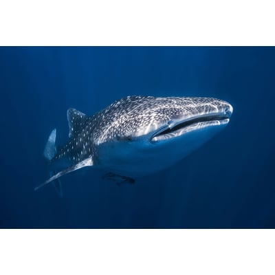 Tableau Requin baleine HEXOA