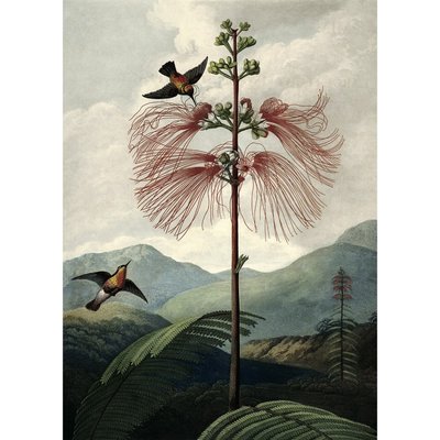 Affiche botanique  The Tree of Flowers THE DYBDAHL CO