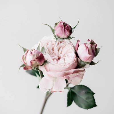 Tableau Mural Roses CHARME ROMANTIQUE CEANOTHE